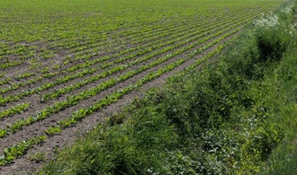 Gute Zuckerrübenernte: Fast zehn Prozent mehr Zucker in Deutschland produziert