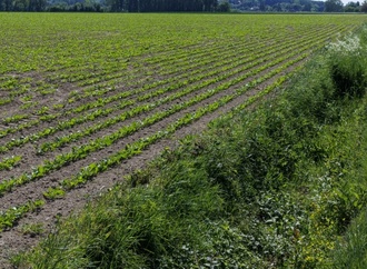 Gute Zuckerrübenernte: Fast zehn Prozent mehr Zucker in Deutschland produziert