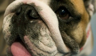 Mann in Niedersachsen von eigener Bulldogge getötet