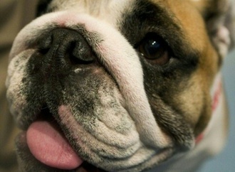 Mann in Niedersachsen von eigener Bulldogge getötet