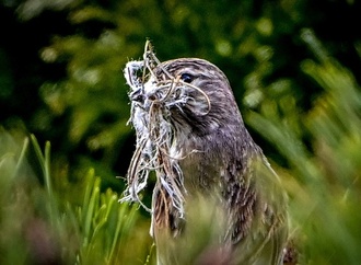 Ähnlich wie Menschen und Delfine: Nachtigallen passen Laute spontan an Artgenossen an