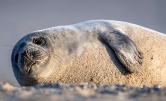 Unfall in niedersächsischem Binnenland: Robbe von Auto überfahren und getötet