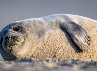 Unfall in niedersächsischem Binnenland: Robbe von Auto überfahren und getötet