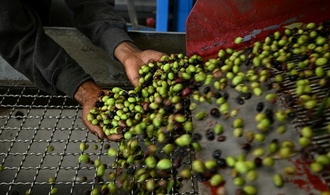 EU-Prüfer kritisieren Lücken bei der Qualitätskontrolle von Olivenöl