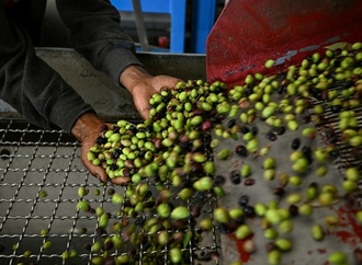 EU-Prüfer kritisieren Lücken bei der Qualitätskontrolle von Olivenöl