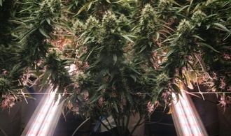 SPD kritisiert schärfere Regeln für medizinisches Cannabis