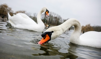 Unbekannte köpfen Schwan an See in Bremen