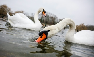 Unbekannte köpfen Schwan an See in Bremen
