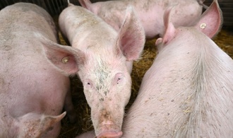 Pflicht zur Kennzeichung der Haltungsform bei Schweinefleisch kommt später