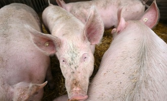 Pflicht zur Kennzeichung der Haltungsform bei Schweinefleisch kommt später