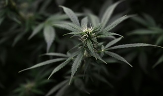 Sachsen-Anhalt: Polizei findet Cannabisplantage in früherem Supermarkt