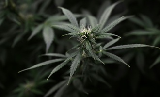 Sachsen-Anhalt: Polizei findet Cannabisplantage in früherem Supermarkt