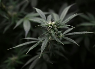 Sachsen-Anhalt: Polizei findet Cannabisplantage in früherem Supermarkt