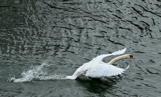 Schreiender Schwan sorgt für nächtlichen Polizeieinsatz in Mecklenburg-Vorpommern