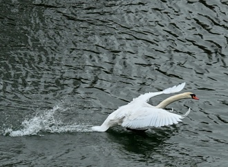Schreiender Schwan sorgt für nächtlichen Polizeieinsatz in Mecklenburg-Vorpommern