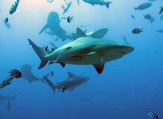 Dritter Hai-Angriff nahe Sydney binnen zwei Tagen