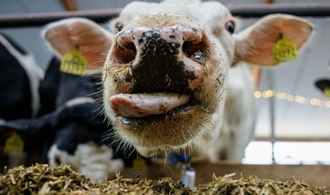 Niedersachsen: Entlaufene Kuh verletzt vier Menschen teilweise schwer