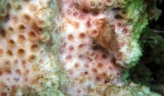 Groß wie eine Honigmelone: Zoll in Köln findet geschützte Koralle in Gepäck