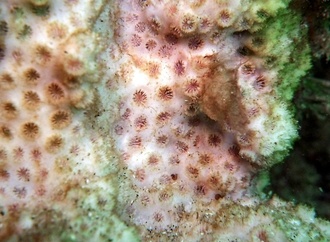 Groß wie eine Honigmelone: Zoll in Köln findet geschützte Koralle in Gepäck