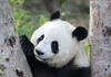München bekommt zwei Pandas - Söder: Höhepunkt bayerisch-chinesischer Diplomatie
