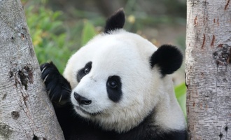 München bekommt zwei Pandas - Söder: Höhepunkt bayerisch-chinesischer Diplomatie