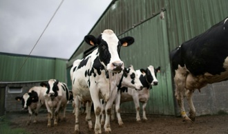 Kühe brechen durch Stallboden ein: Feuerwehr rettet Tiere aus Güllegrube