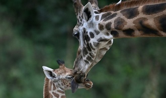 Forscher: Alternde Zootiere gefährden langfristige Ziele im Artenschutz