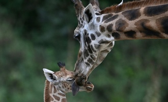 Forscher: Alternde Zootiere gefährden langfristige Ziele im Artenschutz