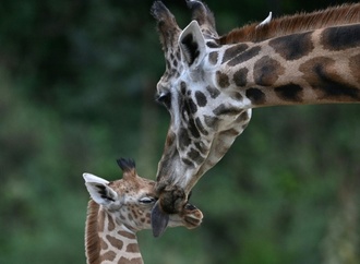 Forscher: Alternde Zootiere gefährden langfristige Ziele im Artenschutz