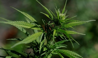 Elf Tonnen Marihuana geschmuggelt: Verdächtiger nach Deutschland ausgeliefert