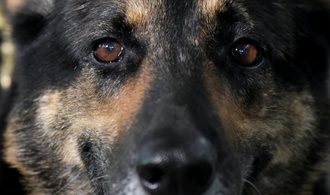 Nordrhein-Westfalen: Polizeihund zieht Einbrecher aus Schrank