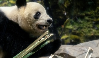 Rückkehr nach China: Fans in Tokio verabschieden sich von Panda-Zwillingen