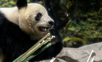 Rückkehr nach China: Fans in Tokio verabschieden sich von Panda-Zwillingen