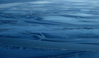 Weniger als einen Millimeter groß: Fünf neue Krebsarten in der Nordsee entdeckt