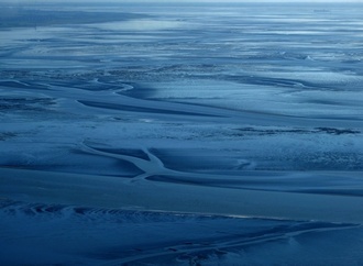 Weniger als einen Millimeter groß: Fünf neue Krebsarten in der Nordsee entdeckt