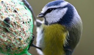 ''Stunde der Wintervögel'': So wenige Vögel wie nie zuvor pro Garten