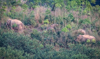 Zu viele Elefanten: Thailand setzt erstmals Verhütungsspritze ein
