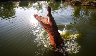 DNA-Analysen: Leistenkrokodile schwammen mindestens 3000 Kilometer durch Ozean