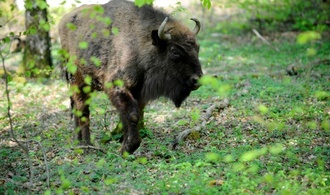 Erneut Wisente aus Berlin in Aserbaidschan ausgewildert