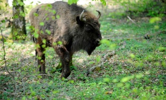 Erneut Wisente aus Berlin in Aserbaidschan ausgewildert