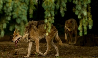 Lob im Bundesrat für Gesetzentwurf zu Wolf-Abschüssen