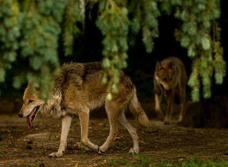 Lob im Bundesrat für Gesetzentwurf zu Wolf-Abschüssen