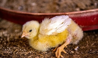 Rheinland-Pfalz: Bundespolizisten entdecken mehr als eintausend Küken in Auto