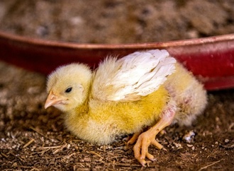 Rheinland-Pfalz: Bundespolizisten entdecken mehr als eintausend Küken in Auto