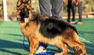 Schäferhunde: Genetische Vielfalt durch Krieg und populäre Deckrüden geschrumpft