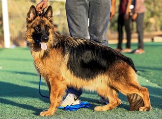 Schäferhunde: Genetische Vielfalt durch Krieg und populäre Deckrüden geschrumpft