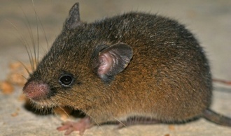 Neue Nagetierart in den peruanischen Anden entdeckt