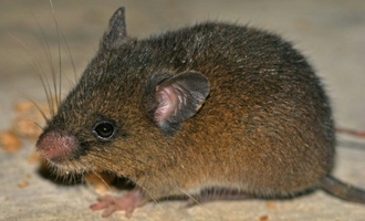 Neue Nagetierart in den peruanischen Anden entdeckt