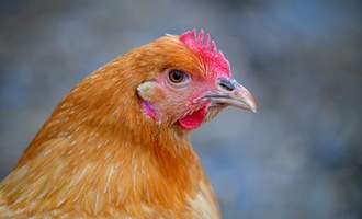Huhn landet im Fundbüro am Münchner Hauptbahnhof - Beamte versorgen ''Henrietta''