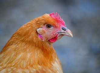 Huhn landet im Fundbüro am Münchner Hauptbahnhof - Beamte versorgen ''Henrietta''